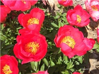 bc235764-20170504 Ri božuri.jpg